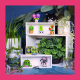 Mystery Plants Blind Box Funko Pop!